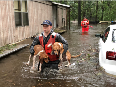 When disasters strike, people are not the only victims: reflections on the ethics of disasters and the animal ethics